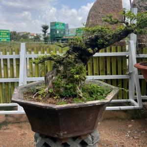 HOA MAI CHIẾU THỦY ĐẠI PHÚ