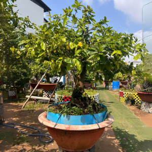 MAI THỊNH VƯỢNG SIÊU BÔNG