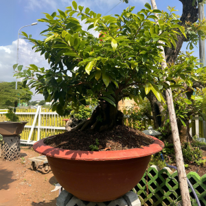 HOA MAI NHƯ Ý SIÊU BÔNG