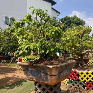 HOA MAI TỨ QUÝ TẤN LỘC