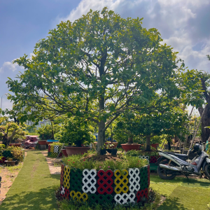 MAI PHÚC LỘC THỌ SIÊU BÔNG