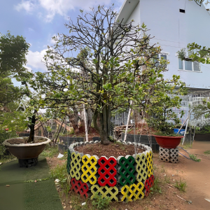 HOA MAI BÌNH AN SIÊU BÔNG