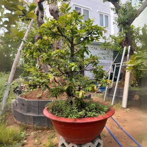 HOA MAI ĐẠI CÁT SIÊU BÔNG