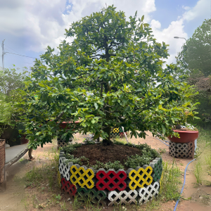 HOA MAI ĐẠI LỘC SIÊU BÔNG