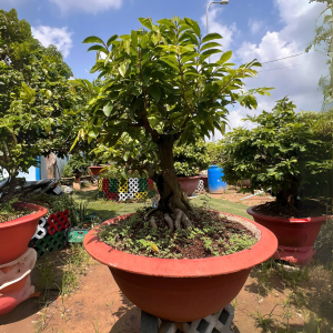 MAI TẤN BÌNH AN SIÊU BÔNG