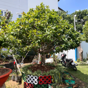 HOA MAI ĐẠI PHÁT SIÊU BÔNG