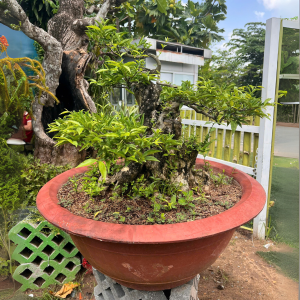 HOA MAI CHIẾU THỦY SIÊU BÔNG